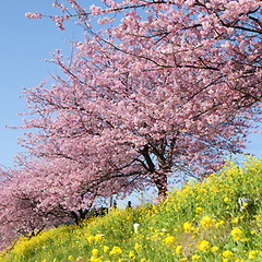 ■みなみの桜まつりと菜の花まつり２