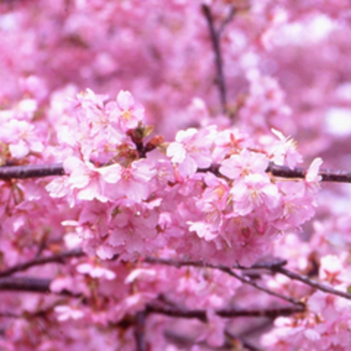 ■みなみの桜