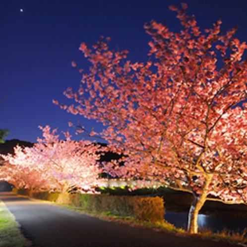 ■みなみの夜桜（２月）