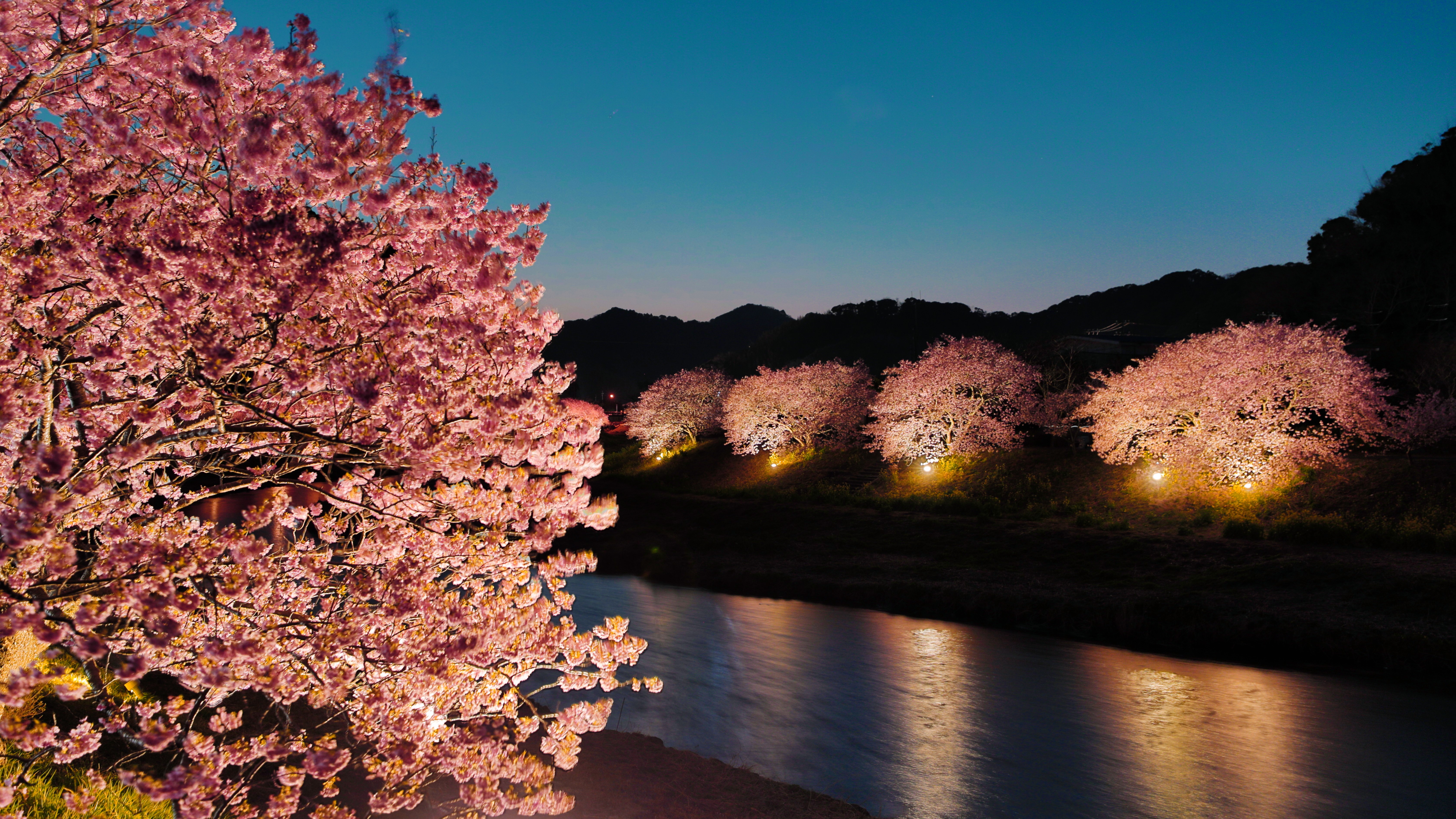 夜桜