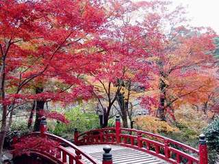 毎年１１月下旬から1１２月中旬に見ごろを迎える梅園もみじまつり