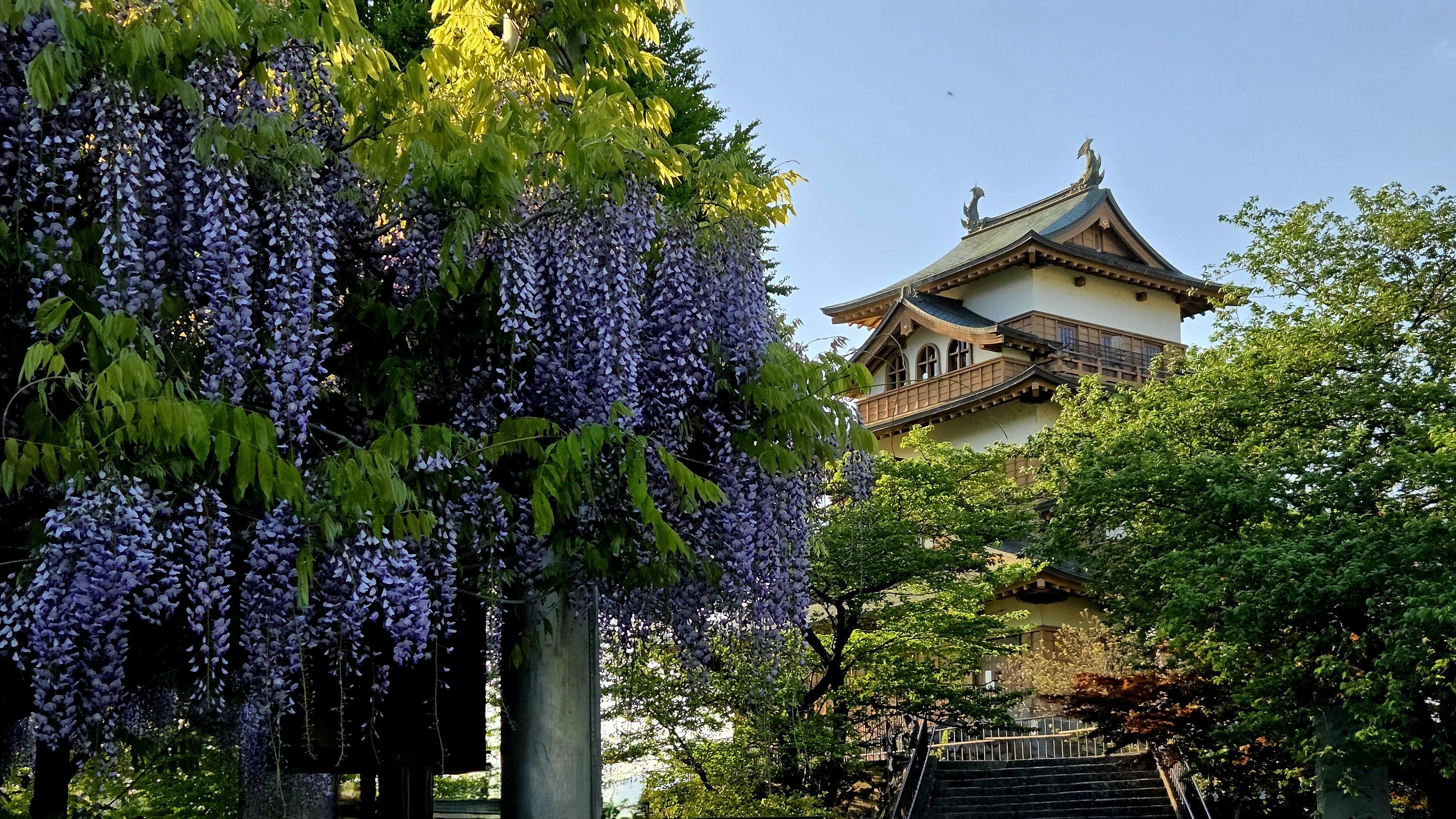 高島城のフジ