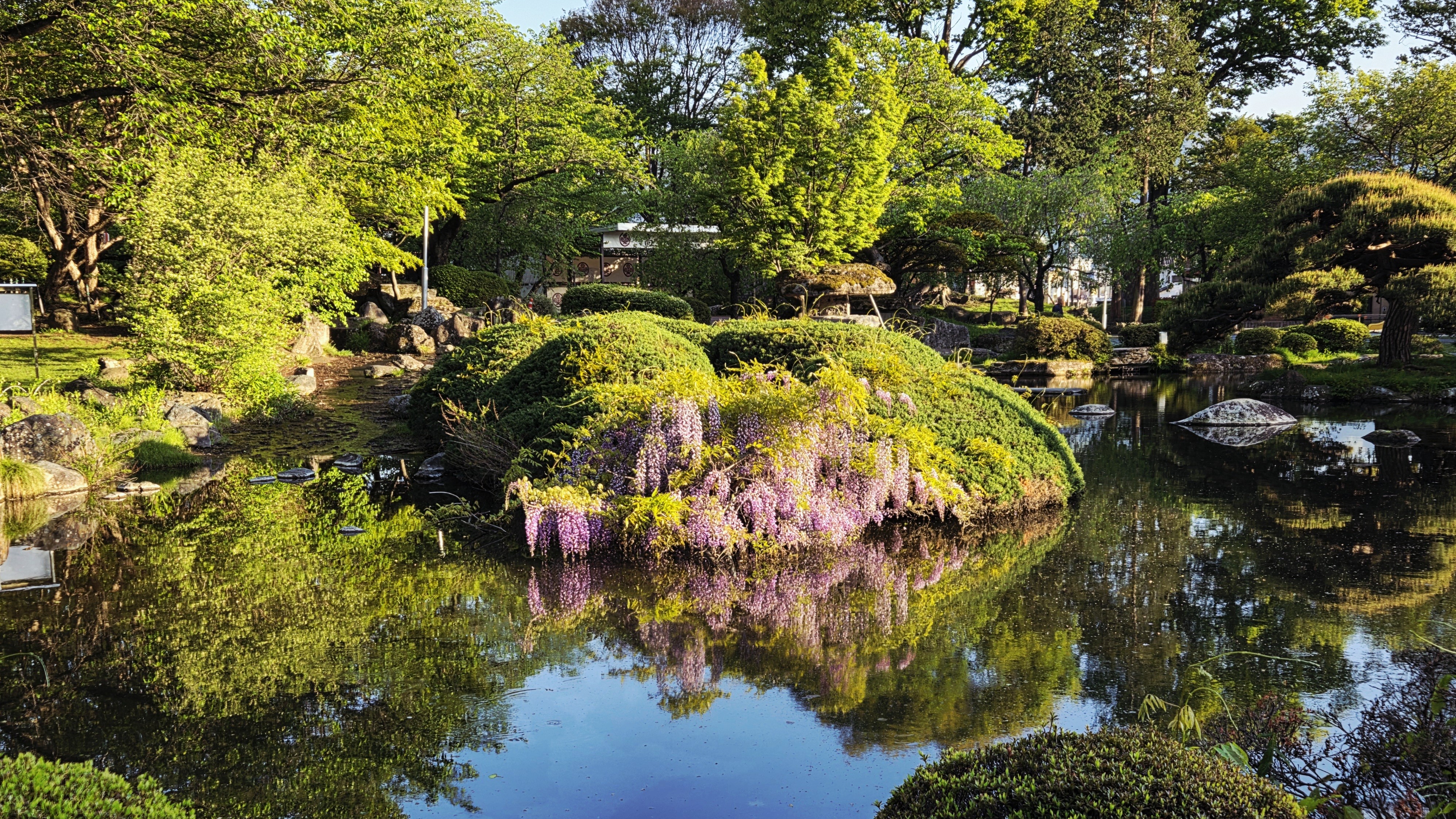 高島城のフジ