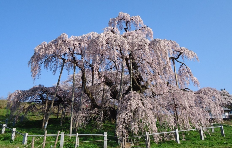 【周辺観光】三春滝桜＜車で30分＞