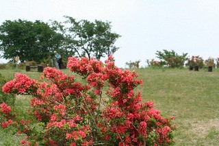 ５月　伊浜　長者ヶ原の山つつじ　１周４０〜５０分のウォーキング。