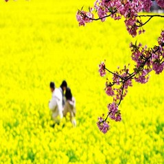 南伊豆　日野の菜の花畑