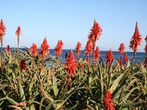 アロエの花　１２月中旬〜１月中頃