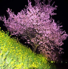 夜桜　ライトアップ