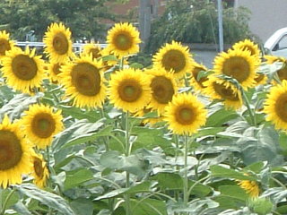 夏☆南伊豆日野のひまわり畑。もうすぐ宿です！次の信号で弓ヶ浜方面へ進みます