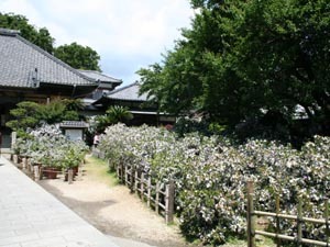 ５月　下田　了仙寺のアメリカジャスミン　甘い香り