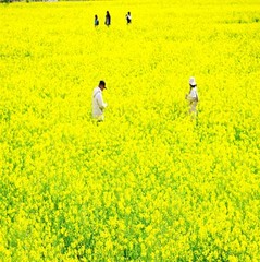 ２月、３月頃南伊豆日野の菜の花畑