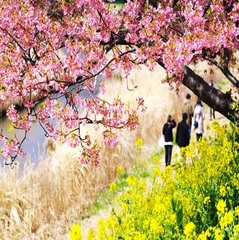 ２月１０日〜３月１０日桜祭り