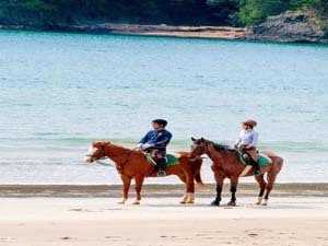 伊豆下田乗馬クラブ０５５８－６２－２９１９