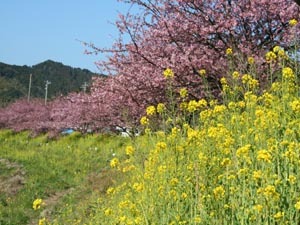 ２月、３月頃の青野川沿いの桜　イベント会場にて宿泊のお客様に甘酒サービスあり。宿に引換券あります。ご利用ください。２月５日〜３月１０日まで）