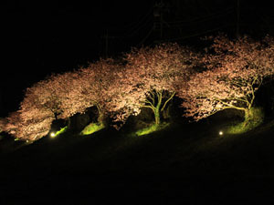 夜桜