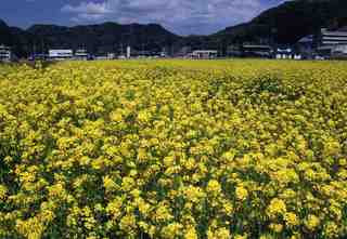 ２月、３月頃の菜の花畑