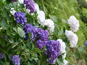 ６月　下田公園　あじさい祭り