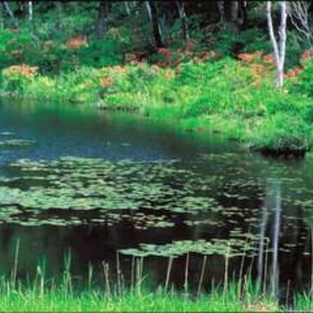 蓮池湖畔の新緑