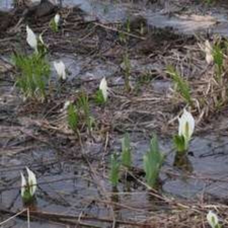 志賀高原水芭蕉公園５月１７日撮影