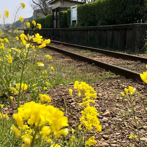 いすみ鉄道（春）