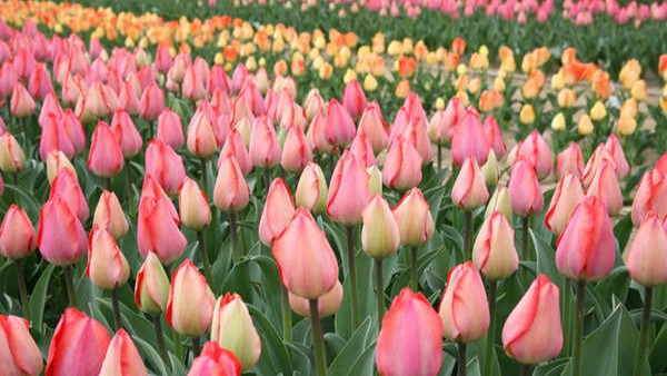 春の房総名物・お花畑観光にもアクセス便利♪