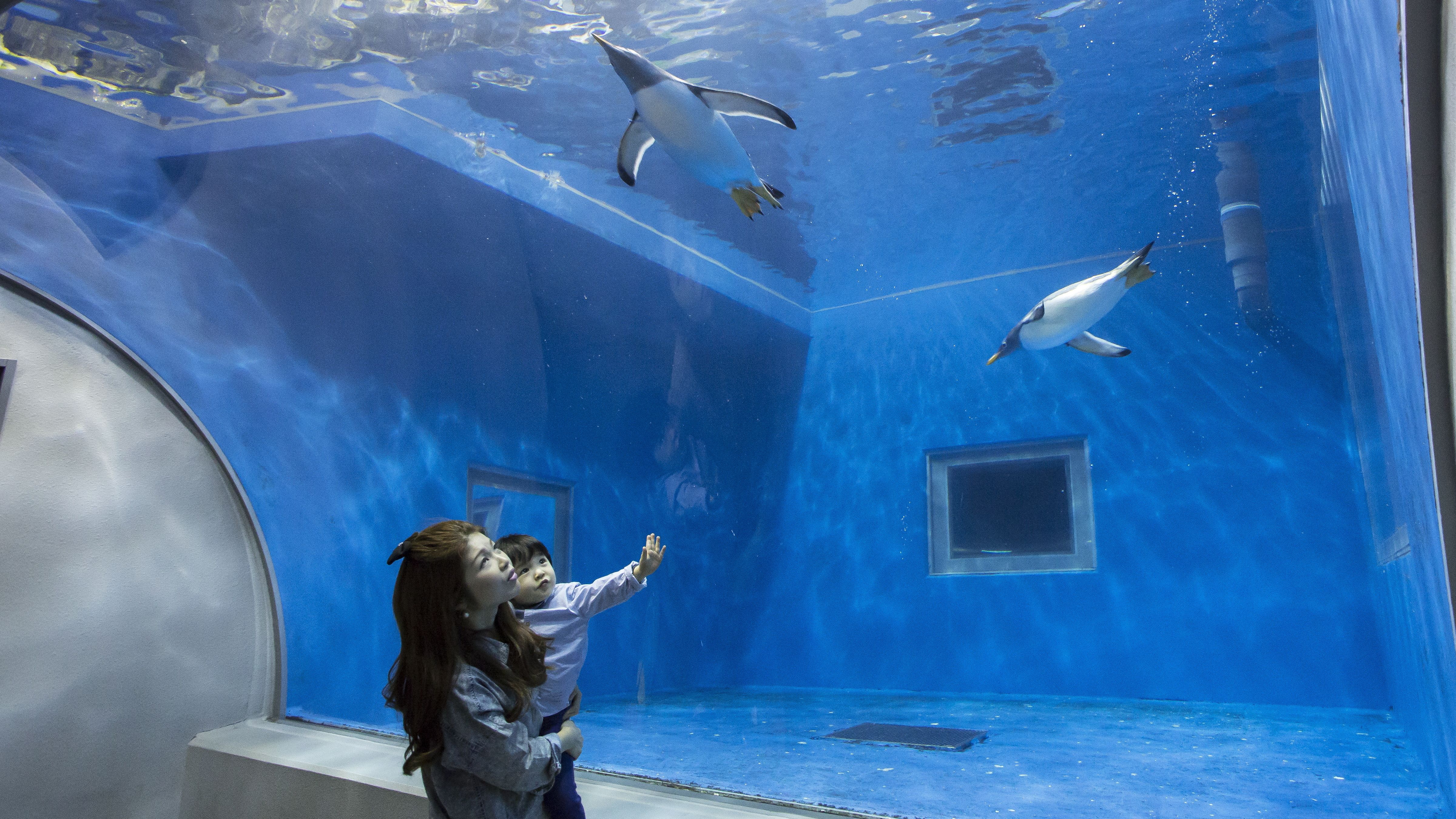 【周辺観光】越前松島水族館／ホテルより車で10分（写真提供：福井県観光連盟）