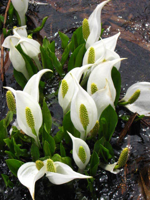 水芭蕉の群生