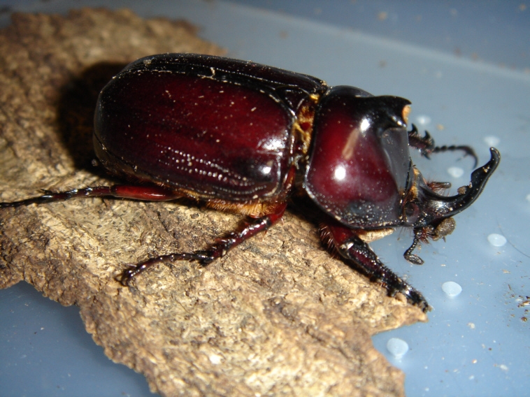 かるめの食事２食付、早くもクワガタが取れました、昨年は取れなったカブトムシが１匹取れた