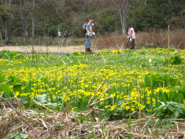 リユウキンカ