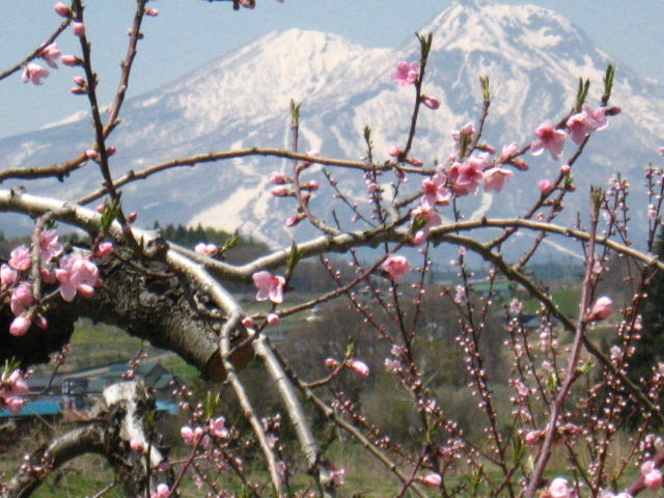 桃の花と妙高山