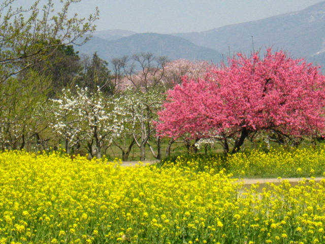 春は花盛り