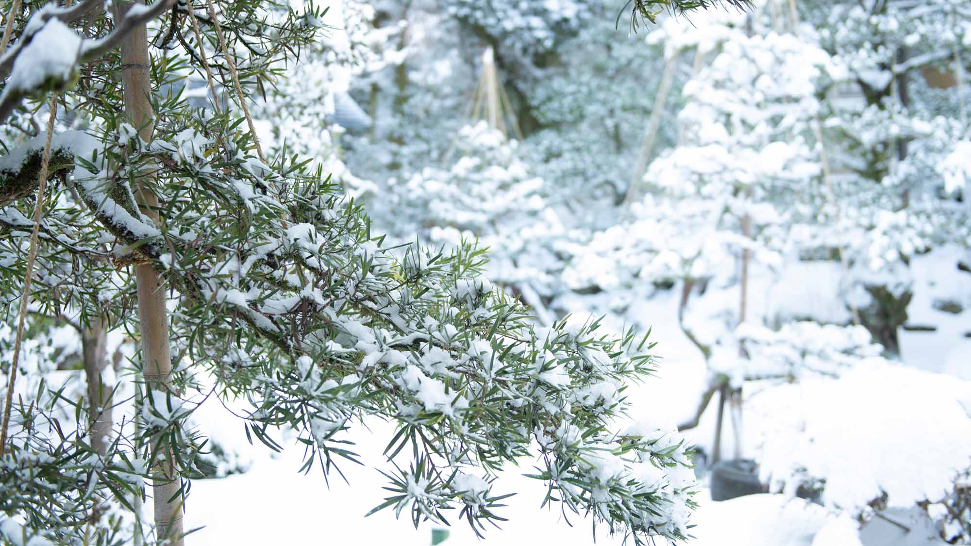 美しい日本庭園の雪景色