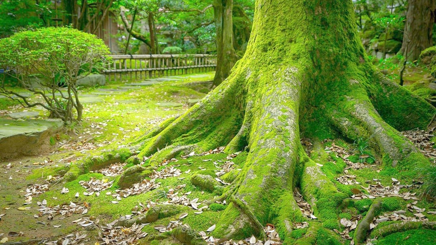 苔が美しい小堀遠州ゆかりの日本庭園
