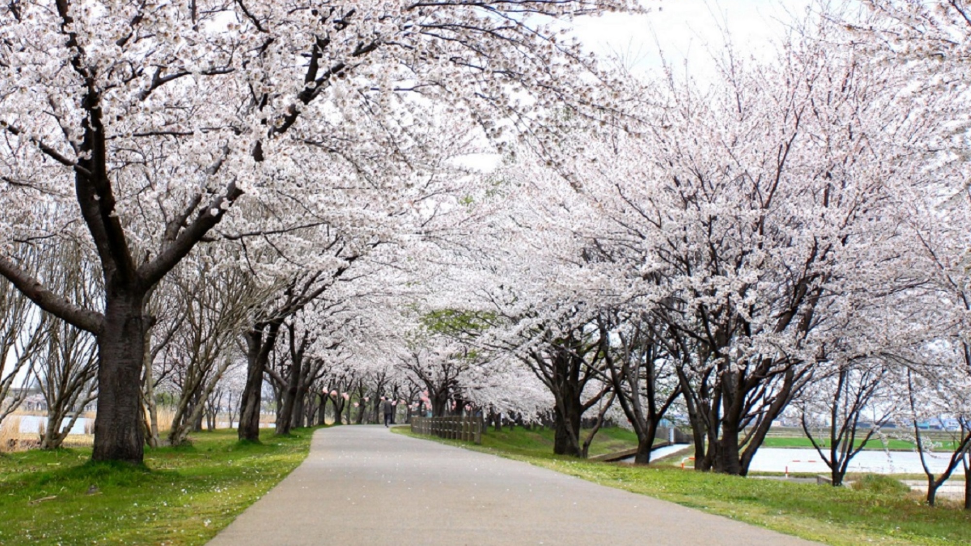 木場潟公園の桜並木～園路沿いに続く桜並木は絶景です。