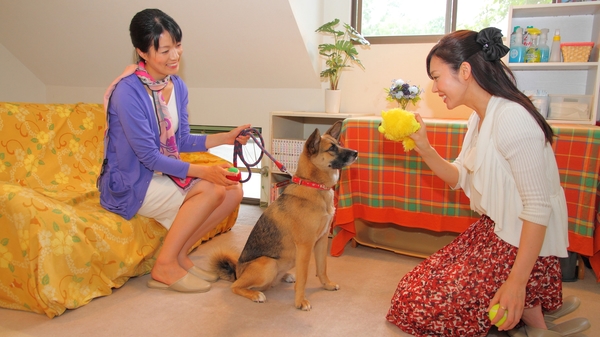 ペンションアニマーレin伊豆高原 宿泊予約 楽天トラベル ペンションアニマーレin伊豆高原 宿泊予約 楽天トラベル