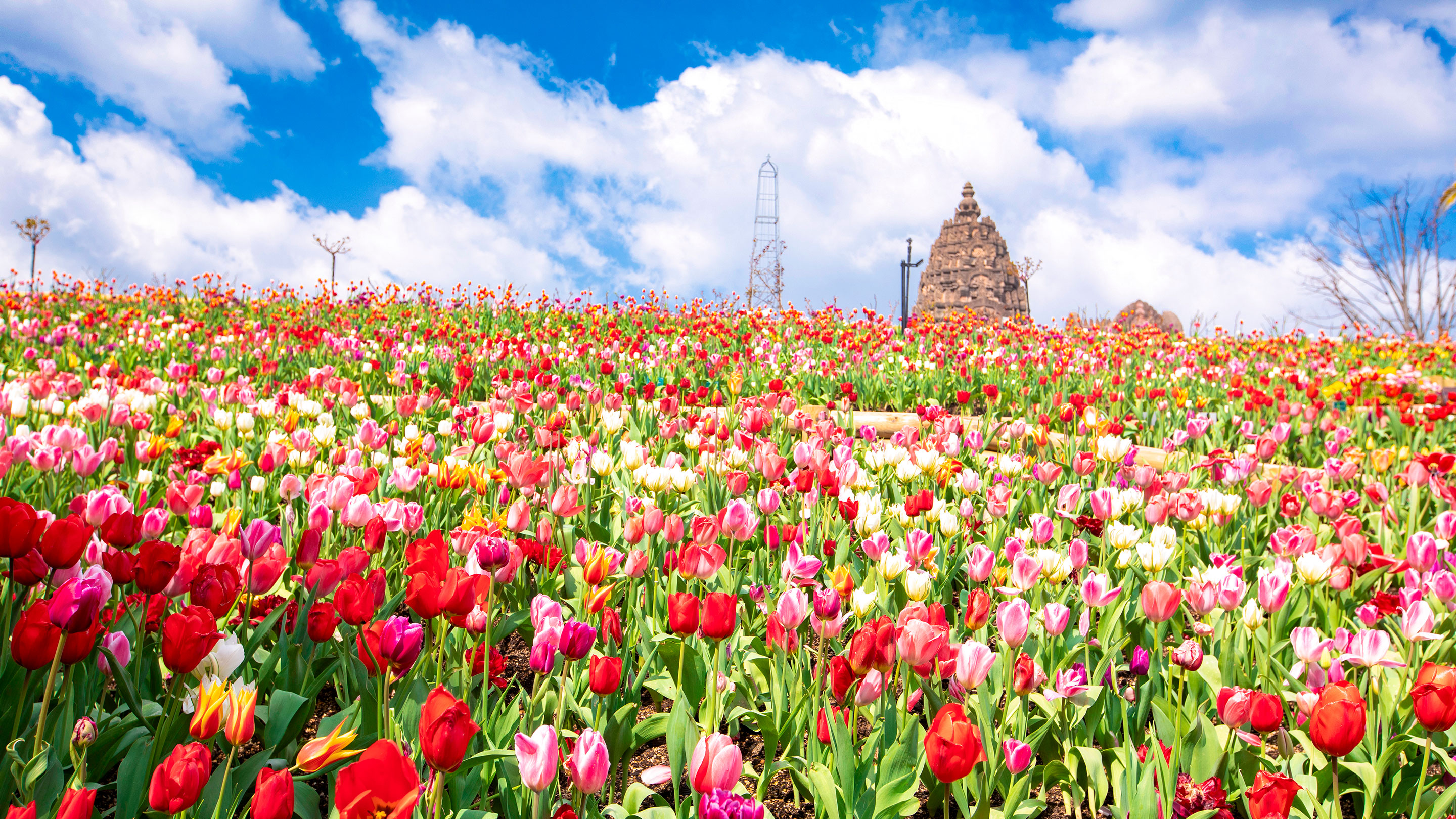 レオマ花ワールド