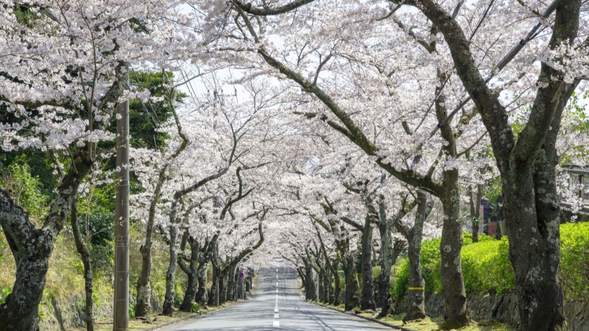 【春】周辺観光施設：伊豆高原桜並木