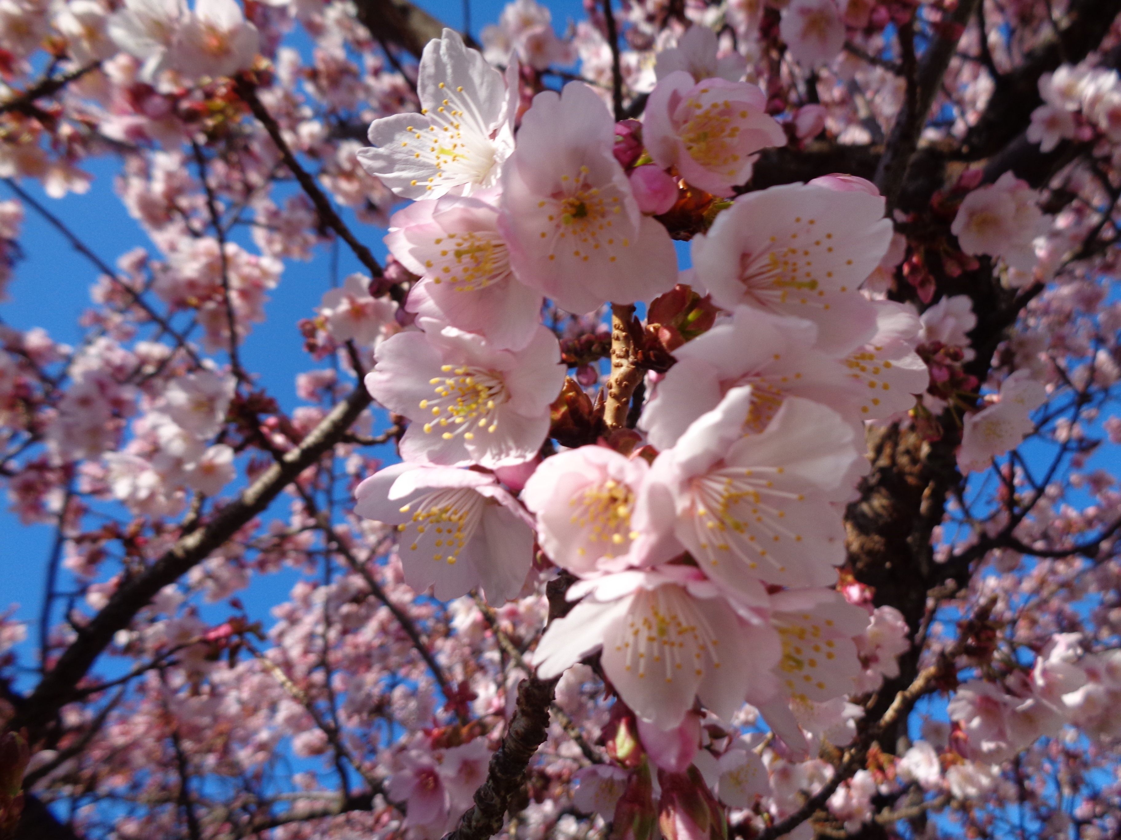 【春】周辺施設：熱海糸魚川桜