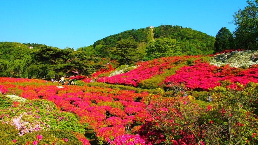 【春】周辺観光施設：小室山公園つつじ