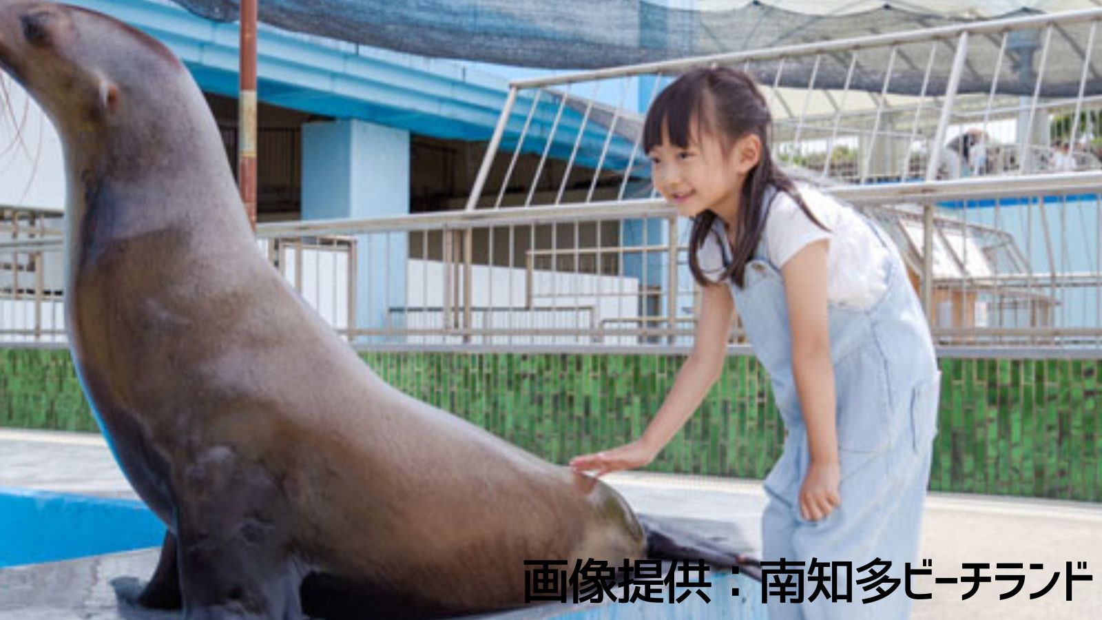 南知多ビーチランド　ショー