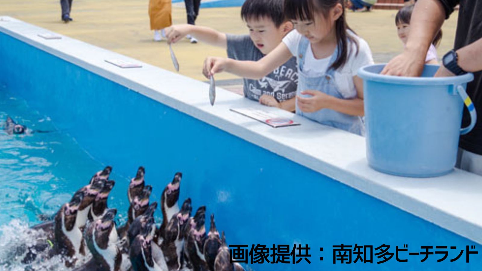 南知多ビーチランド　ペンギン