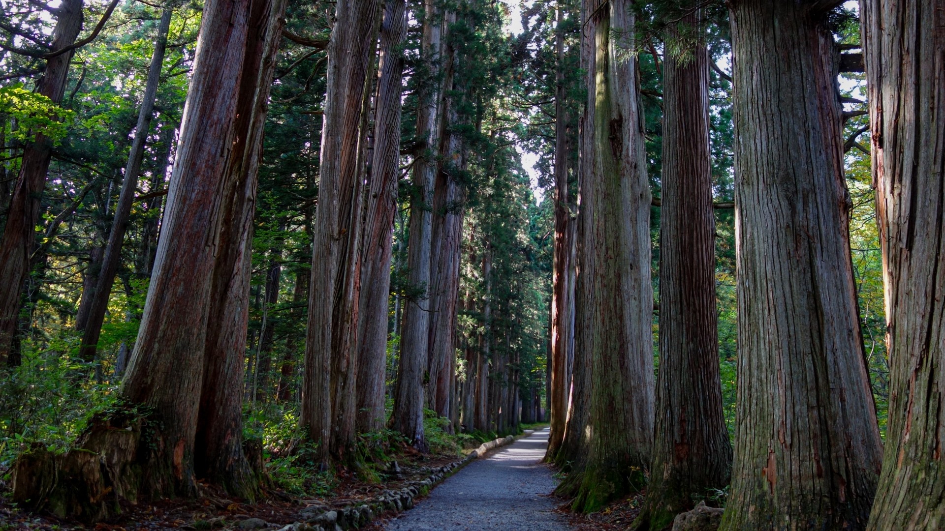 戸隠神社(ホテルより車で50分)