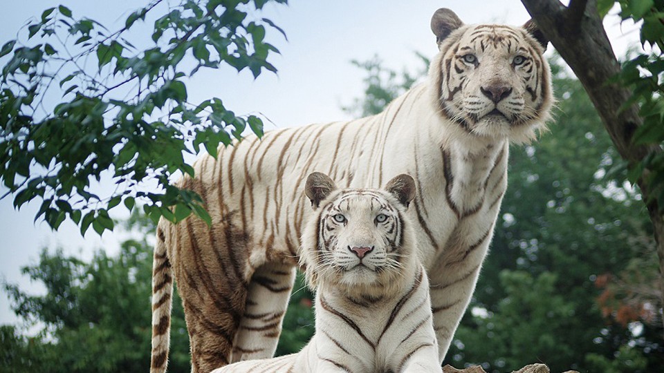 群馬サファリパーク(上信越自動車道・富岡ICから10分)