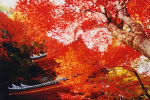 お寺紅葉