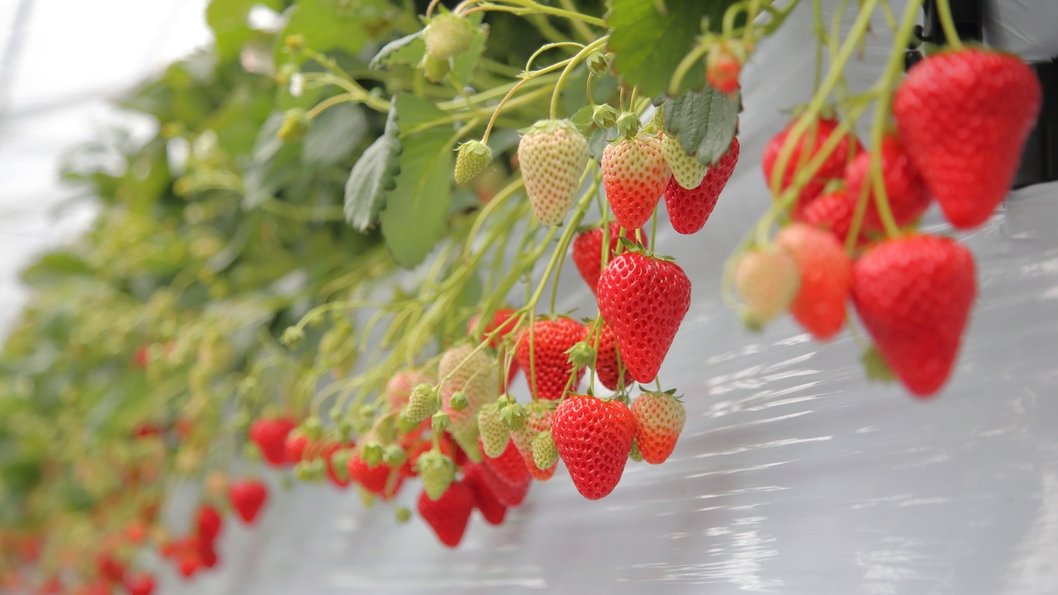 ☆【1泊2食付】お部屋でも農園でも、いちご三昧！絶品パフェ＆食べ比べ「すさみんのいちご畑」満喫ステイ