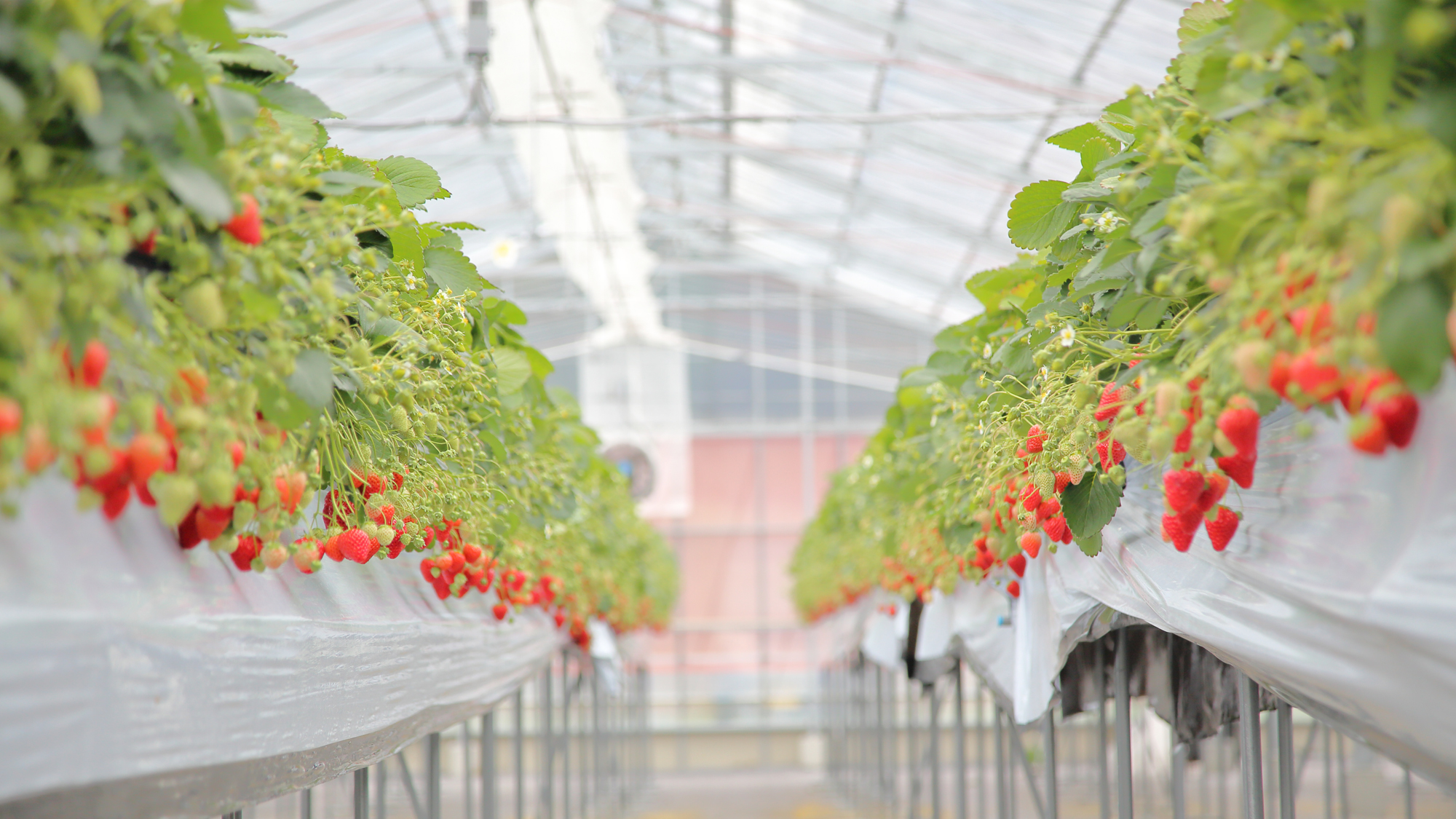 完熟いちごがたくさん