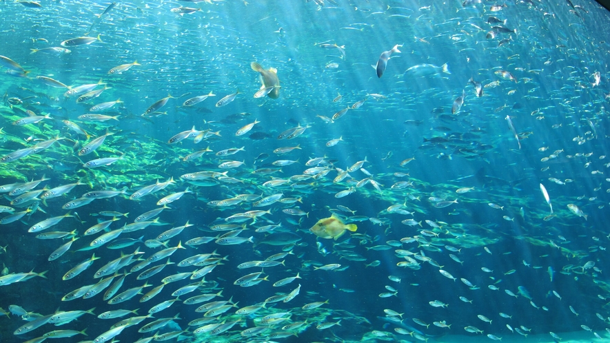海きらら 九十九島水族館.　©長崎県観光連盟