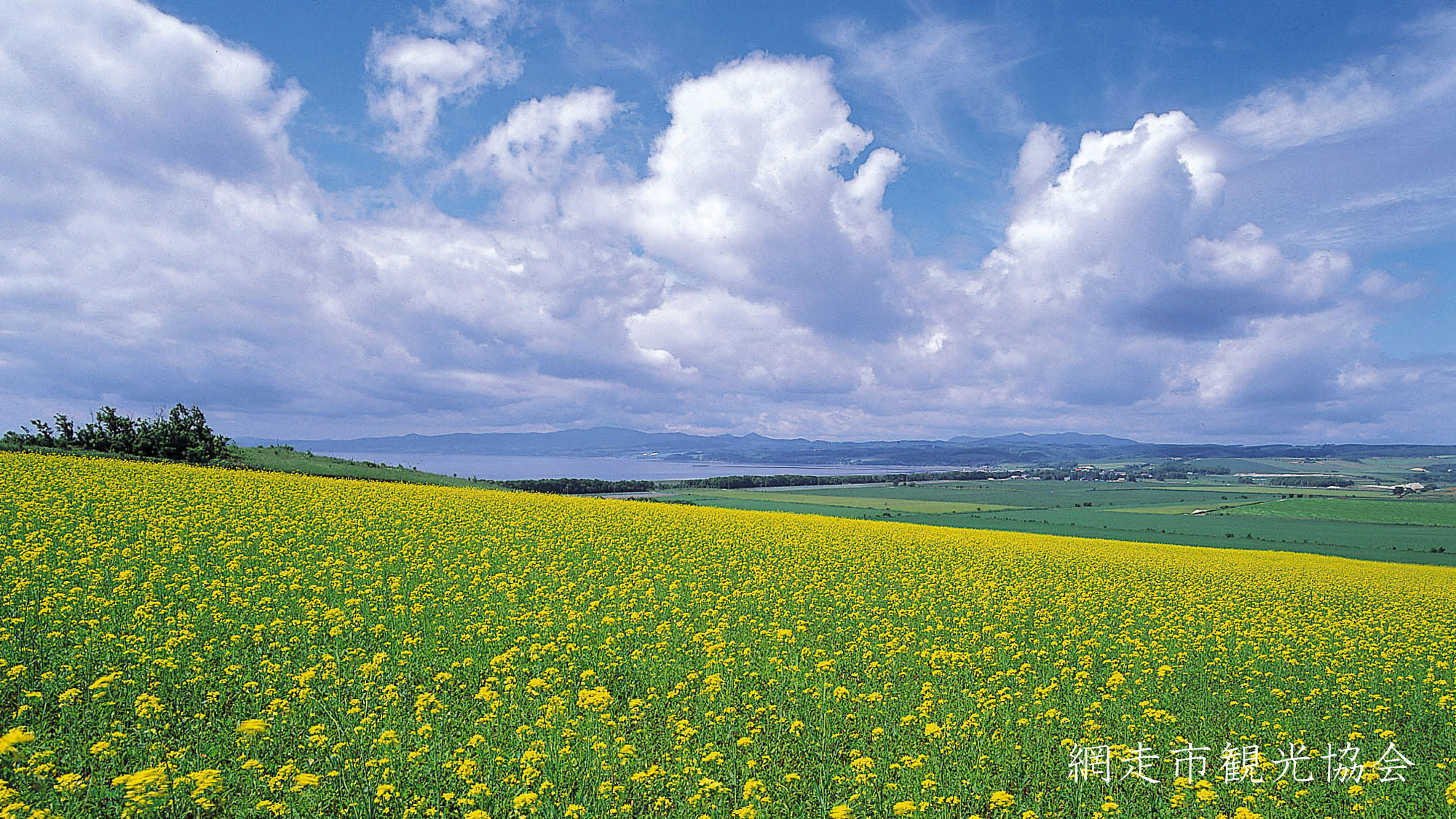 *［風景／夏］キラカシ畑。収穫が終わった畑には鮮やかな黄色の花が咲き見る人の目を楽しませてくれます 