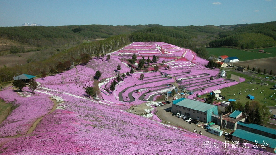 *［ひがしもこと芝桜公園］当館より車で約40分。例年見頃は5月中旬頃