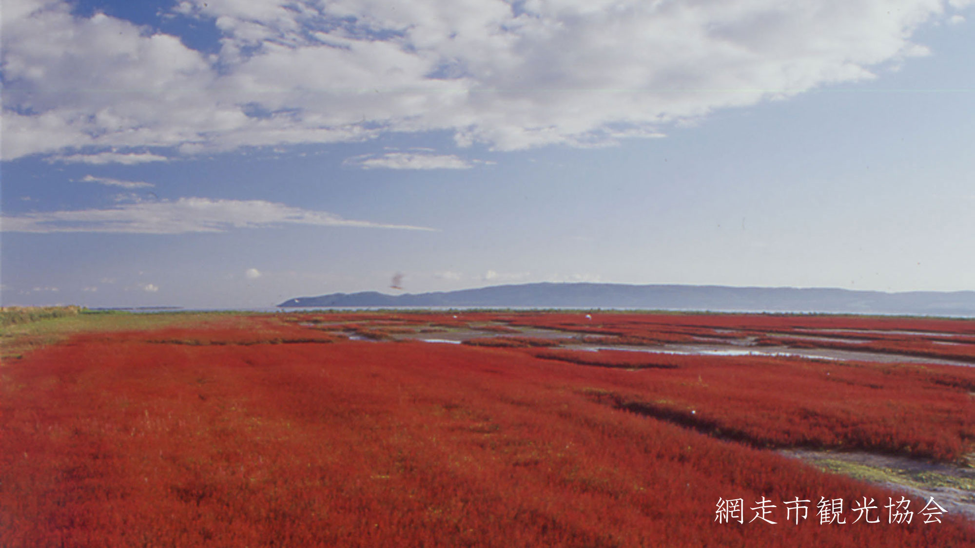 *［能取湖］当館より車で約17分。日本一の規模を誇るサンゴ草の群生地。例年見頃は9月中旬～下旬